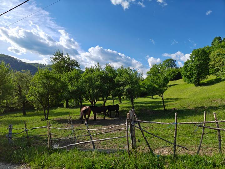 Cai la păscut, lângă curte