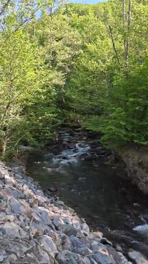 Video: pârâul de munte din zonă